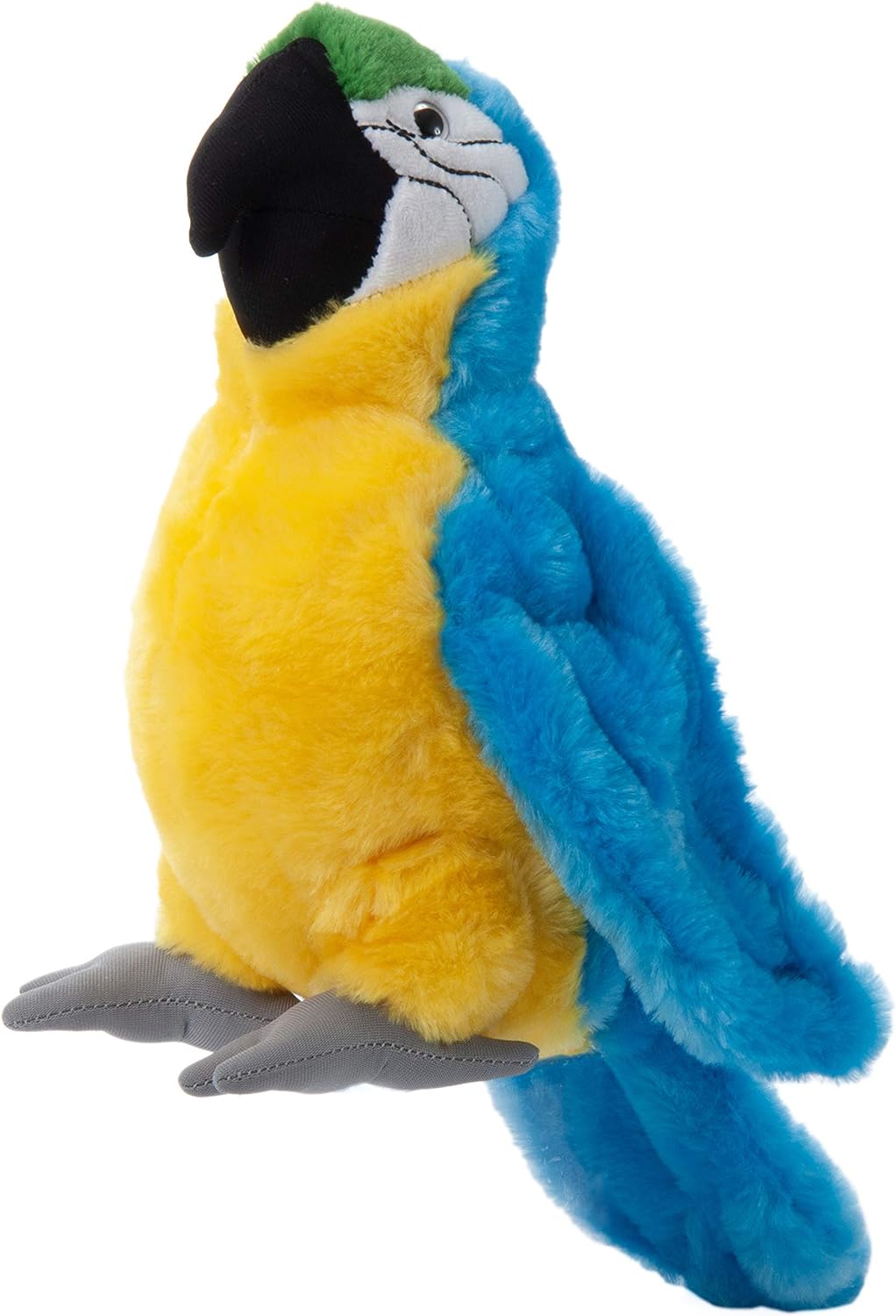 Blue and Gold Macaw