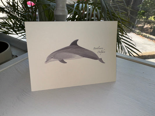 Bottlenose Dolphin Note Cards